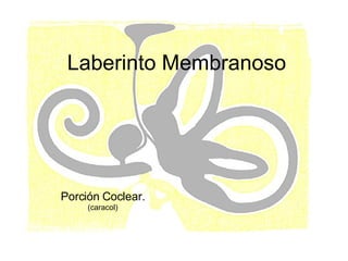 Porción Coclear. (caracol) Laberinto Membranoso 