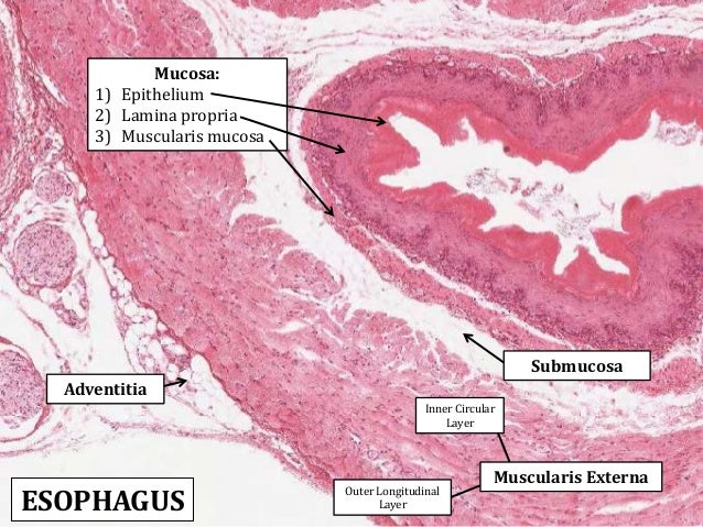 Lab Exam #2 Histology (labeled)