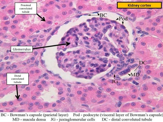 Lab Exam #2 Histology (labeled) diagram of corpus albicans 