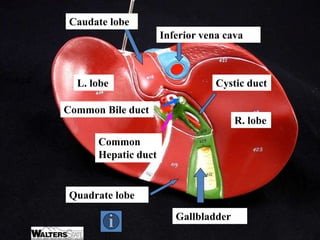 Gallbladder
Cystic duct
R. lobe
L. lobe
Common
Hepatic duct
Common Bile duct
Inferior vena cava
Caudate lobe
Quadrate lobe
 