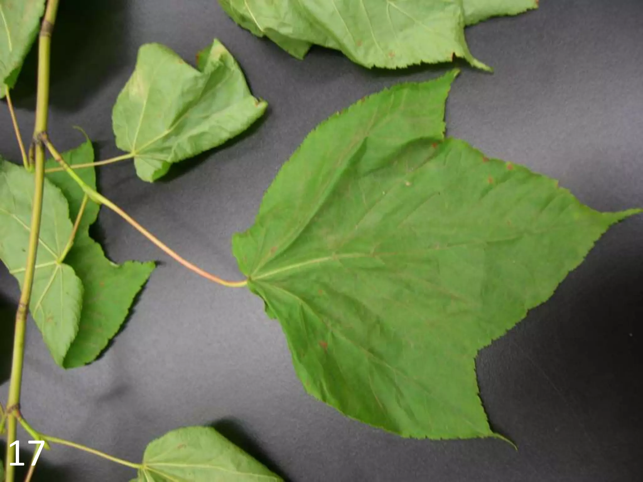 Lab Exam Tree Flashcards | PPTX