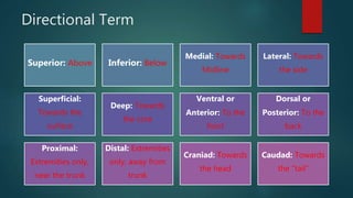 Directional Term
Superior: Above Inferior: Below
Medial: Towards
Midline
Lateral: Towards
the side
Superficial:
Towards the
surface
Deep: Towards
the core
Ventral or
Anterior: To the
front
Dorsal or
Posterior: To the
back
Proximal:
Extremities only,
near the trunk
Distal: Extremities
only, away from
trunk
Craniad: Towards
the head
Caudad: Towards
the “tail”
 