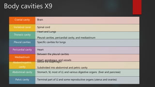 Anatomy Lab exercise 1 | PPTX