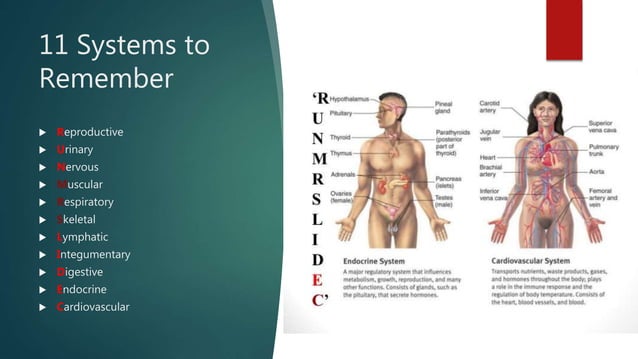 Anatomy Lab exercise 1 | PPT