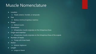 Muscle Nomenclature
 Location
 Tibialis anterior, frontalis, or temporalis
 Size
 Gluteus minimus & gluteus maximus
 Shape
 Deltoid muscle
 Orientation
 Infraspinatus muscle originates on the infraspinous fossa
 Origin and insertion
 Infraspinatus muscle originates on the infraspinous fossa of the scapula
 Number of heads
 Triceps with three heads
 Action
 Extensor digitorum
 Length
 Longus or brevis
 