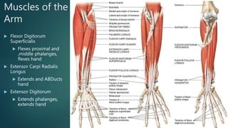 Muscles of the
Arm
 Flexor Digitorum
Superficialis
 Flexes proximal and
,middle phalanges,
flexes hand
 Extensor Carpi Radialis
Longus
 Extends and ABDucts
hand
 Extensor Digitorum
 Extends phalanges,
extends hand
 