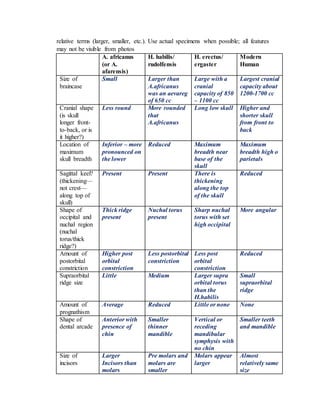 relative terms (larger, smaller, etc.). Use actual specimens when possible; all features
may not be visible from photos
A. africanus
(or A.
afarensis)
H. habilis/
rudolfensis
H. erectus/
ergaster
Modern
Human
Size of
braincase
Small Larger than
A.africanus
was an aevareg
of 650 cc
Large with a
cranial
capacity of 850
– 1100 cc
Largest cranial
capacity about
1200-1700 cc
Cranial shape
(is skull
longer front-
to-back, or is
it higher?)
Less round More rounded
that
A.africanus
Long low skull Higher and
shorter skull
from front to
back
Location of
maximum
skull breadth
Inferior – more
pronounced on
the lower
Reduced Maximum
breadth near
base of the
skull
Maximum
breadth high o
parietals
Sagittal keel?
(thickening—
not crest—
along top of
skull)
Present Present There is
thickening
along the top
of the skull
Reduced
Shape of
occipital and
nuchal region
(nuchal
torus/thick
ridge?)
Thick ridge
present
Nuchal torus
present
Sharp nuchal
torus with set
high occipital
More angular
Amount of
postorbital
constriction
Higher post
orbital
constriction
Less postorbital
constriction
Less post
orbital
constriction
Reduced
Supraorbital
ridge size
Little Medium Larger supra
orbital torus
than the
H.habilis
Small
supraorbital
ridge
Amount of
prognathism
Average Reduced Little or none None
Shape of
dental arcade
Anterior with
presence of
chin
Smaller
thinner
mandible
Vertical or
receding
mandibular
symphysis with
no chin
Smaller teeth
and mandible
Size of
incisors
Larger
Incisors than
molars
Pre molars and
molars are
smaller
Molars appear
larger
Almost
relatively same
size
 