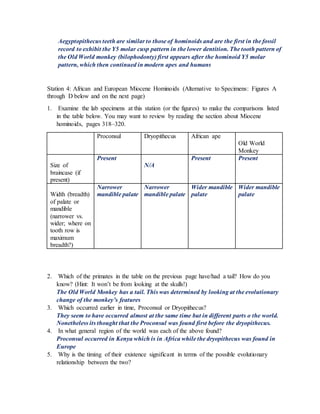 Aegyptopithecus teeth are similar to those of hominoids and are the first in the fossil
record to exhibit the Y5 molar cusp pattern in the lower dentition. The tooth pattern of
the Old World monkey (bilophodonty) first appears after the hominoid Y5 molar
pattern, which then continued in modern apes and humans
Station 4: African and European Miocene Hominoids (Alternative to Specimens: Figures A
through D below and on the next page)
1. Examine the lab specimens at this station (or the figures) to make the comparisons listed
in the table below. You may want to review by reading the section about Miocene
hominoids, pages 318–320.
Proconsul Dryopithecus African ape
Old World
Monkey
Size of
braincase (if
present)
Present
N/A
Present Present
Width (breadth)
of palate or
mandible
(narrower vs.
wider; where on
tooth row is
maximum
breadth?)
Narrower
mandible palate
Narrower
mandible palate
Wider mandible
palate
Wider mandible
palate
2. Which of the primates in the table on the previous page have/had a tail? How do you
know? (Hint: It won’t be from looking at the skulls!)
The Old World Monkey has a tail. This was determined by looking at the evolutionary
change of the monkey’s features
3. Which occurred earlier in time, Proconsul or Dryopithecus?
They seem to have occurred almost at the same time but in different parts o the world.
Nonetheless its thought that the Proconsul was found first before the dryopithecus.
4. In what general region of the world was each of the above found?
Proconsul occurred in Kenya which is in Africa while the dryopithecus was found in
Europe
5. Why is the timing of their existence significant in terms of the possible evolutionary
relationship between the two?
 