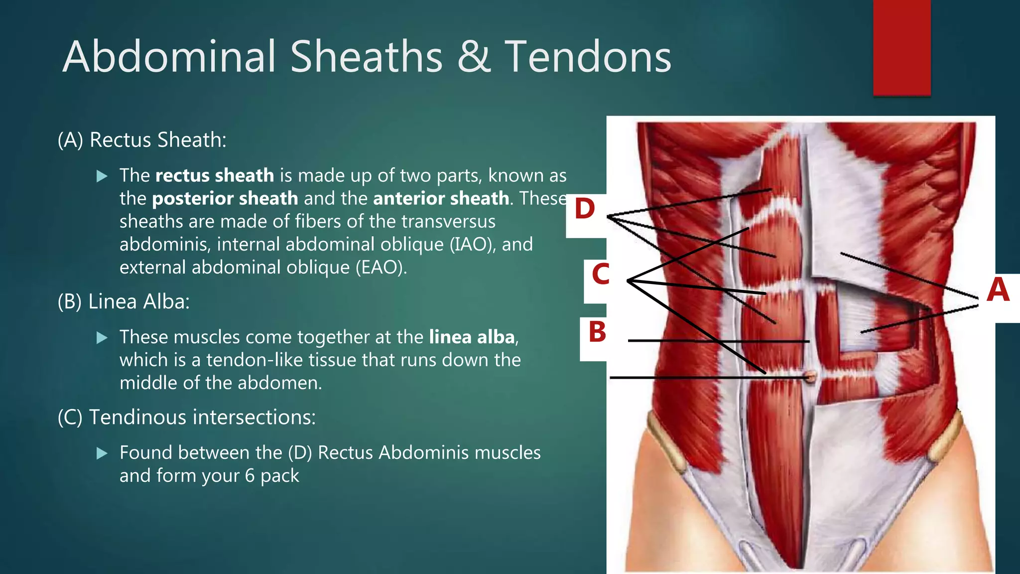 Internal Sheath Anatomy Lab exercise 13 and 14 | PPTX