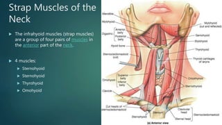Anatomy Lab exercise 13 and 14 | PPTX