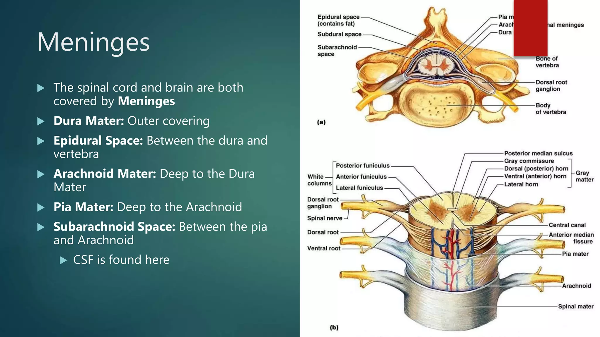 Anatomy Lab exercise 17 | PPTX