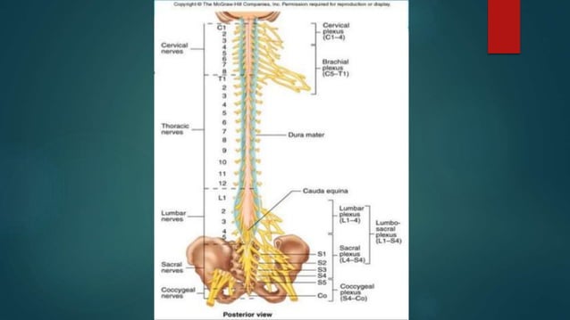 Anatomy Lab exercise 17 | PPTX