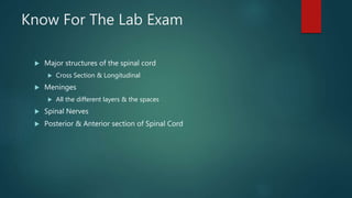 Anatomy Lab exercise 17 | PPTX