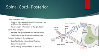 Root Union Joint Anatomy Lab exercise 17 | PPTX