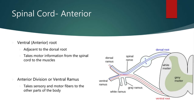 Anatomy Lab exercise 17 | PPTX