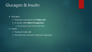 Glucagon & Insulin
 Glucagon
 Produced in specialized cells Alpha cells
 In clusters called Islets of Langerhans
 Also produce insulin  lowers BG levels
 Insulin
 Produced in beta cells
 Stimulates the conversion of glucose to glycogen
 