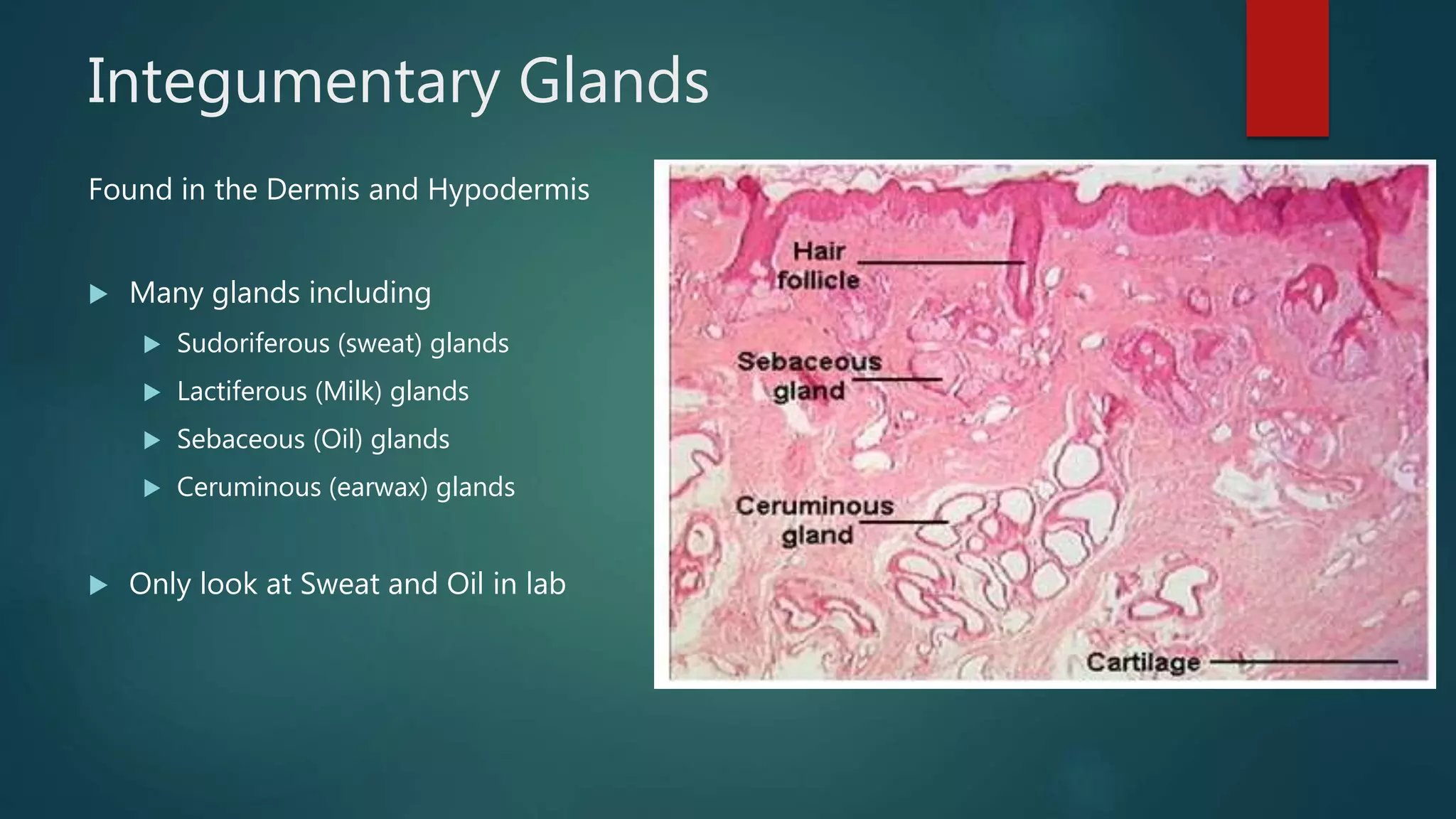 Anatomy lab exercise 5 ppt