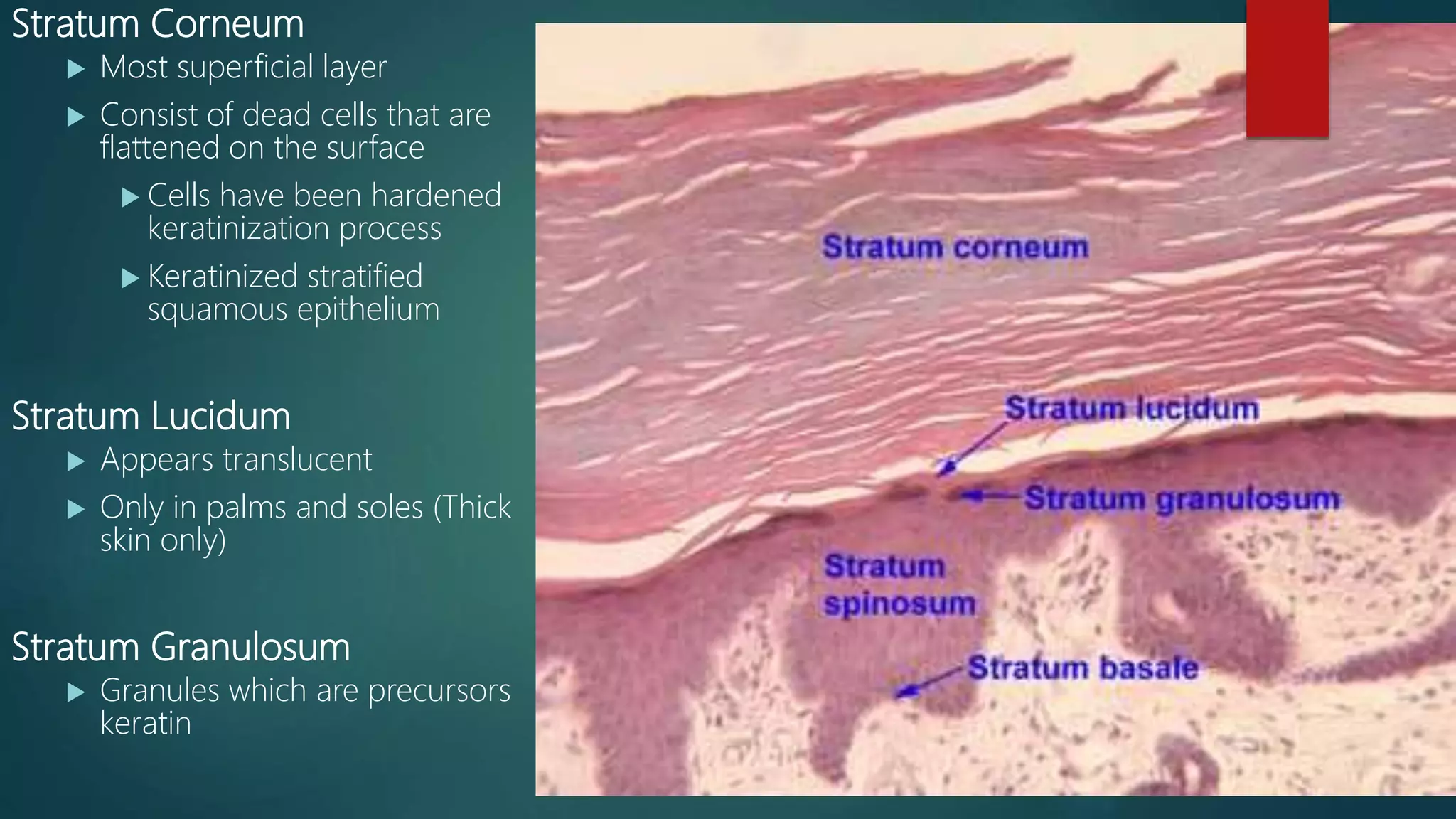 Anatomy lab exercise 5 ppt