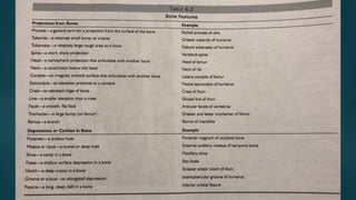 Anatomy Lab exercise 6 | PPTX