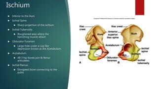 Sharp Ramus Anatomy Lab exercise 7 | PPTX