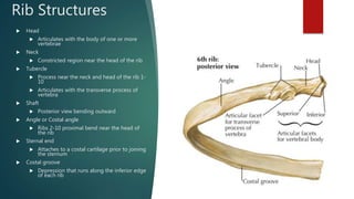 Anatomy Lab exercise 8 | PPTX