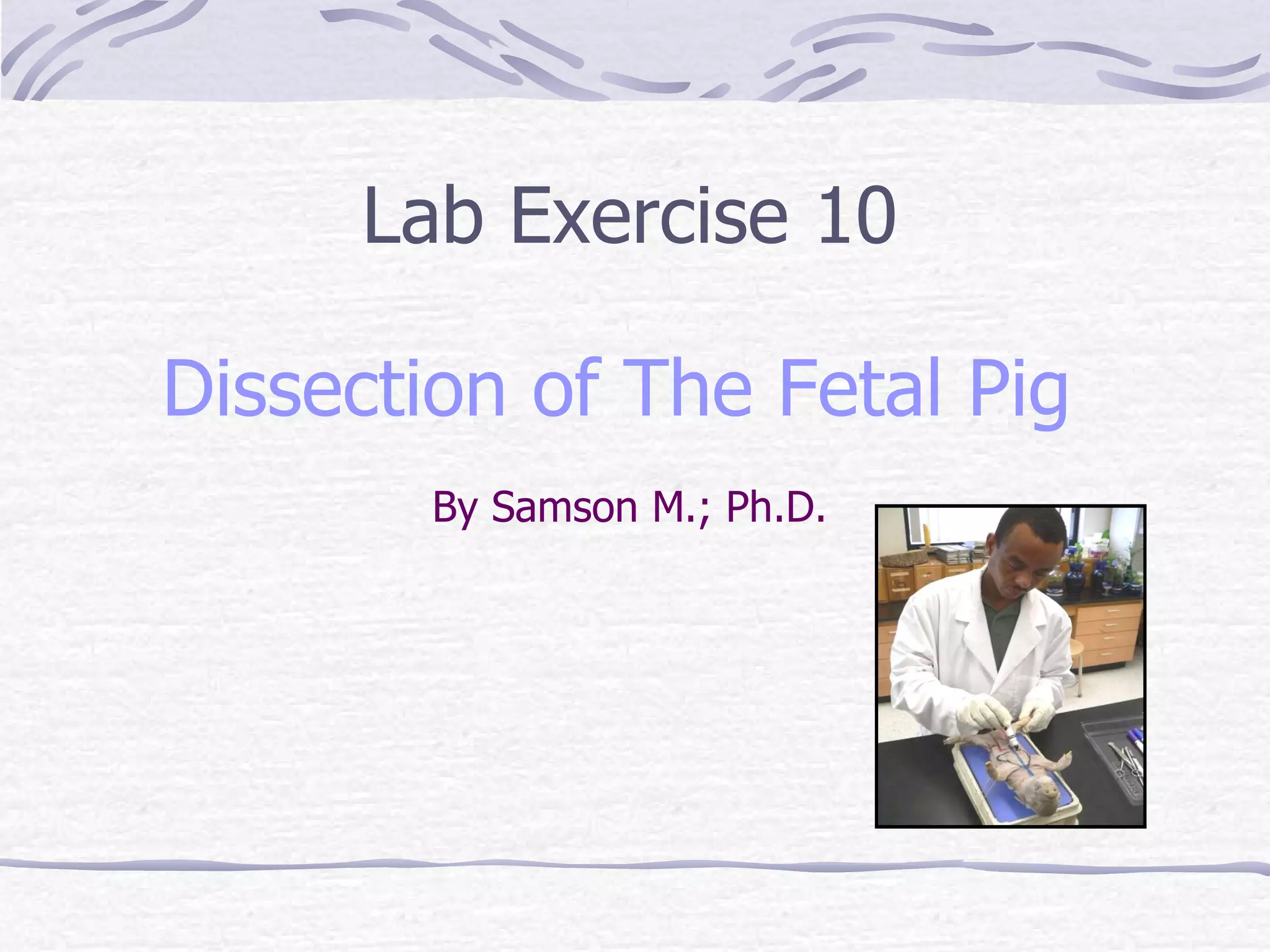 Dissection of Fetal Pig | PPT