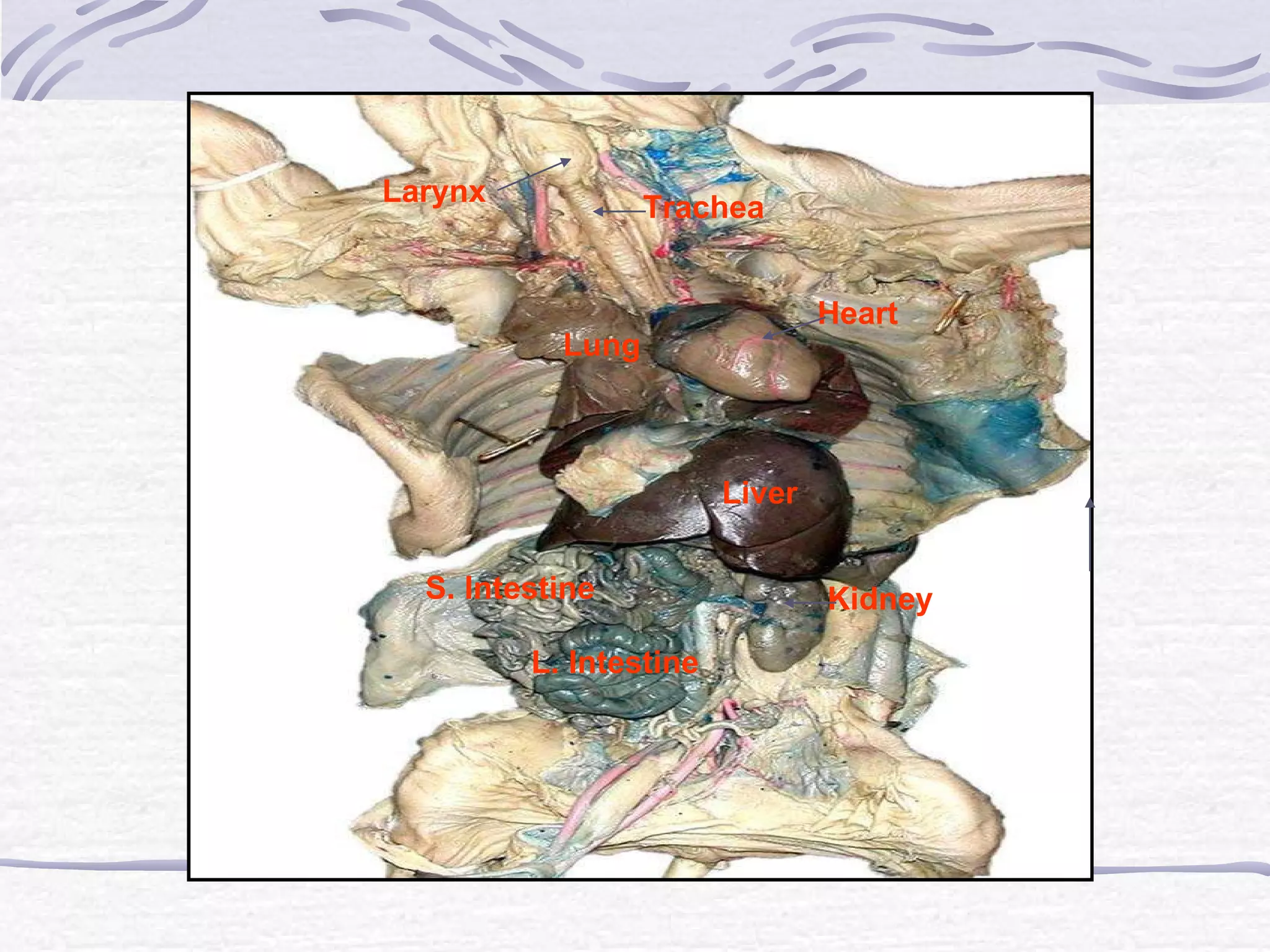 Dissection of Fetal Pig | PPT