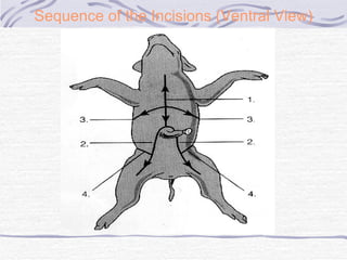 Sequence of the Incisions (Ventral View) 