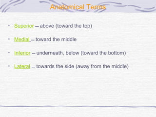 Anatomical Terms Superior     above (toward the top)  Medial     toward the middle   Inferior     underneath, below (toward the bottom)  Lateral     towards the side (away from the middle)  