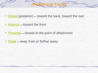 Anatomical Terms Dorsal  (posterior)  toward the back, toward the rear Anterior     toward the front  Proximal     closest to the point of attachment Distal     away from or farther away 