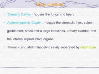 Body Cavities Thoracic Cavity     houses the lungs and heart  Abdominopelvic Cavity   houses the stomach, liver, spleen,  gallbladder, small and a large intestines, urinary bladder, and  the internal reproductive organs.  Thoracic and abdominopelvic cavity separated by  diaphragm   