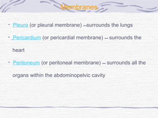 Membranes Pleura   (or pleural membrane)   surrounds the lungs Pericardium  (or pericardial membrane)    surrounds the  heart Peritoneum  (or peritoneal membrane)    surrounds all the  organs within the abdominopelvic cavity 