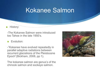 Kokanee Salmon
S History:
-The Kokanee Salmon were introduced
too Tahoe in the late 1950’s.
S Evolution:
-”Kokanee have evolved repeatedly in
parallel adaptive radiations between
recurrent glaciations of the Pleistocene
Epoch”(Bickham, 2008, pp 1).
The kokanee salmon are genus’s of the
chinook salmon and sockeye salmon.
 