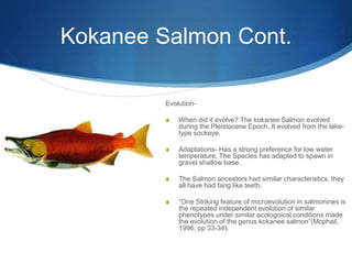 Kokanee Salmon Cont.
Evolution-
S When did it evolve? The kokanee Salmon evolved
during the Pleistocene Epoch. It evolved from the lake-
type sockeye.
S Adaptations- Has a strong preference for low water
temperature. The Species has adapted to spawn in
gravel shallow base.
S The Salmon ancestors had similar characteristics, they
all have had fang like teeth.
S “One Striking feature of microevolution in salmonines is
the repeated independent evolution of similar
phenotypes under similar ecologoical conditions made
the evolution of the genus kokanee salmon”(Mcphail,
1996, pp 33-34).
 
