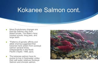 Kokanee Salmon cont.
S More Evolutionary changes are
that the Salmon vary from
Male/Female. The Male’s have
hooked snouts, long jaws, and
large teeth.
S “Patterns of genetic affinity and
allele sharing suggested that
kokanee have arisen from sockeye
salmon several times
independently in the North
Pacific”(Taylor, 1996, pp3).
S The kokanee salmon have to
evolve to live in freshwater unlike
their salt water relatives Sockeye
Salmon and chinook salmon.
 