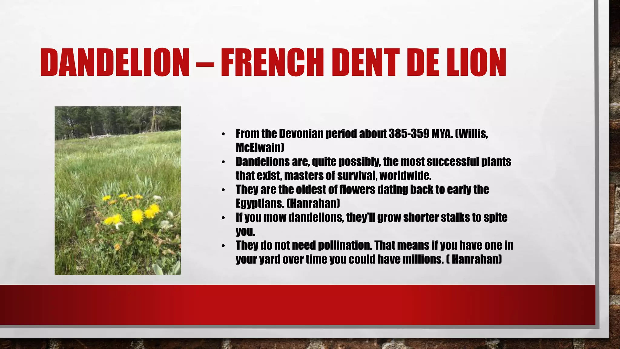 DANDELION – FRENCH DENT DE LION
• From the Devonian period about 385-359 MYA. (Willis,
McElwain)
• Dandelions are, quite possibly, the most successful plants
that exist, masters of survival, worldwide.
• They are the oldest of flowers dating back to early the
Egyptians. (Hanrahan)
• If you mow dandelions, they’ll grow shorter stalks to spite
you.
• They do not need pollination. That means if you have one in
your yard over time you could have millions. ( Hanrahan)
 