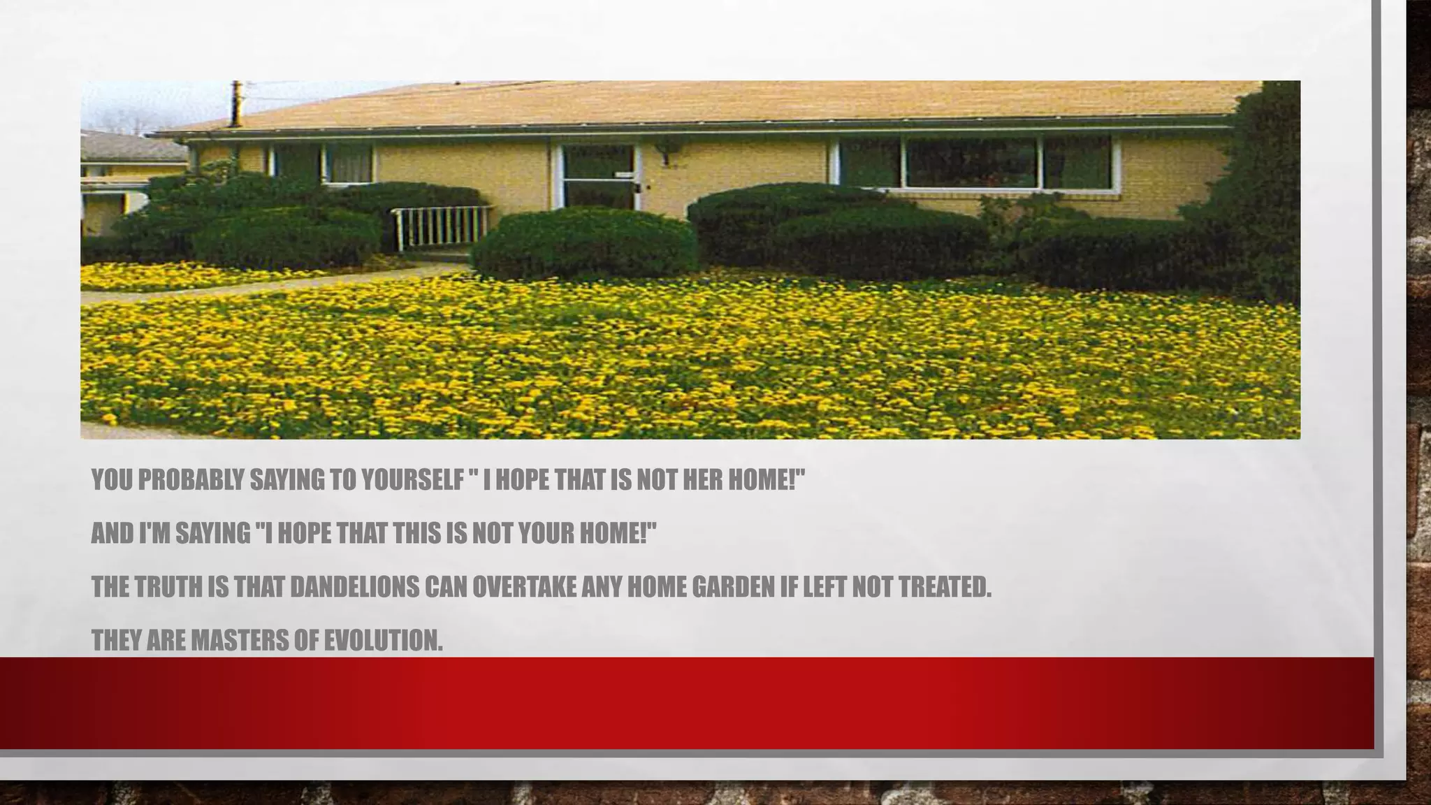 YOU PROBABLY SAYING TO YOURSELF " I HOPE THAT IS NOT HER HOME!"
AND I'M SAYING "I HOPE THAT THIS IS NOT YOUR HOME!"
THE TRUTH IS THAT DANDELIONS CAN OVERTAKE ANY HOME GARDEN IF LEFT NOT TREATED.
THEY ARE MASTERS OF EVOLUTION.
 