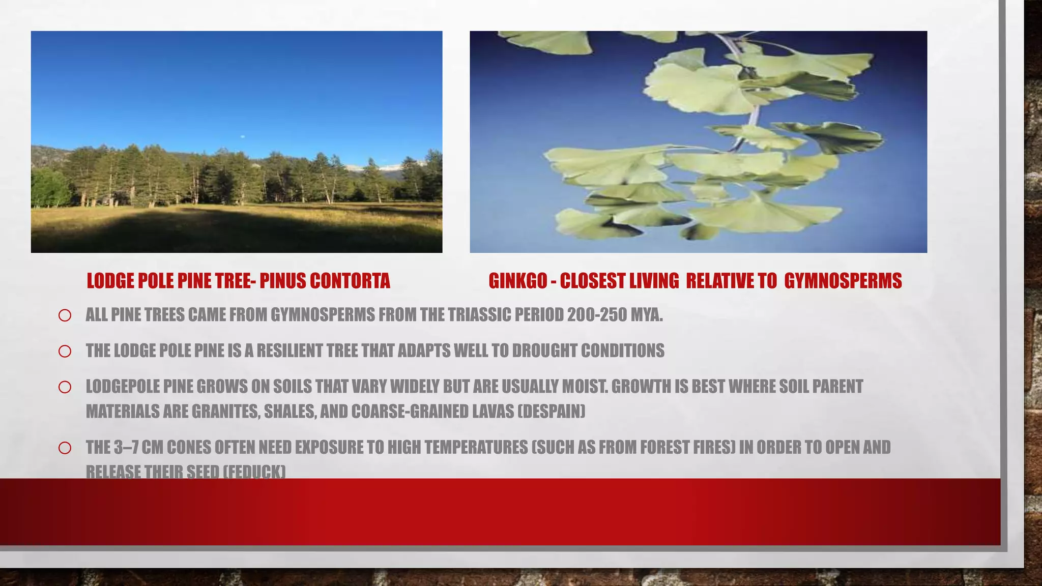 LODGE POLE PINE TREE- PINUS CONTORTA GINKGO - CLOSEST LIVING RELATIVE TO GYMNOSPERMS
o ALL PINE TREES CAME FROM GYMNOSPERMS FROM THE TRIASSIC PERIOD 200-250 MYA.
o THE LODGE POLE PINE IS A RESILIENT TREE THAT ADAPTS WELL TO DROUGHT CONDITIONS
o LODGEPOLE PINE GROWS ON SOILS THAT VARY WIDELY BUT ARE USUALLY MOIST. GROWTH IS BEST WHERE SOIL PARENT
MATERIALS ARE GRANITES, SHALES, AND COARSE-GRAINED LAVAS (DESPAIN)
o THE 3–7 CM CONES OFTEN NEED EXPOSURE TO HIGH TEMPERATURES (SUCH AS FROM FOREST FIRES) IN ORDER TO OPEN AND
RELEASE THEIR SEED (FEDUCK)
 