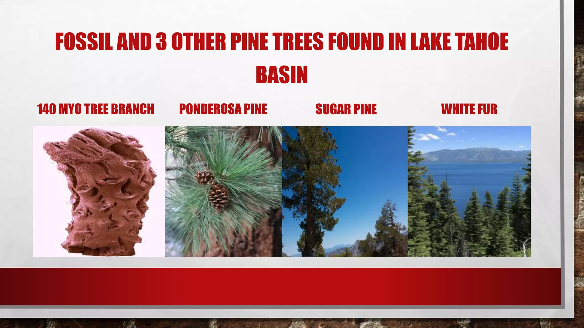 FOSSIL AND 3 OTHER PINE TREES FOUND IN LAKE TAHOE
BASIN
PONDEROSA PINE SUGAR PINE WHITE FUR140 MYO TREE BRANCH
 