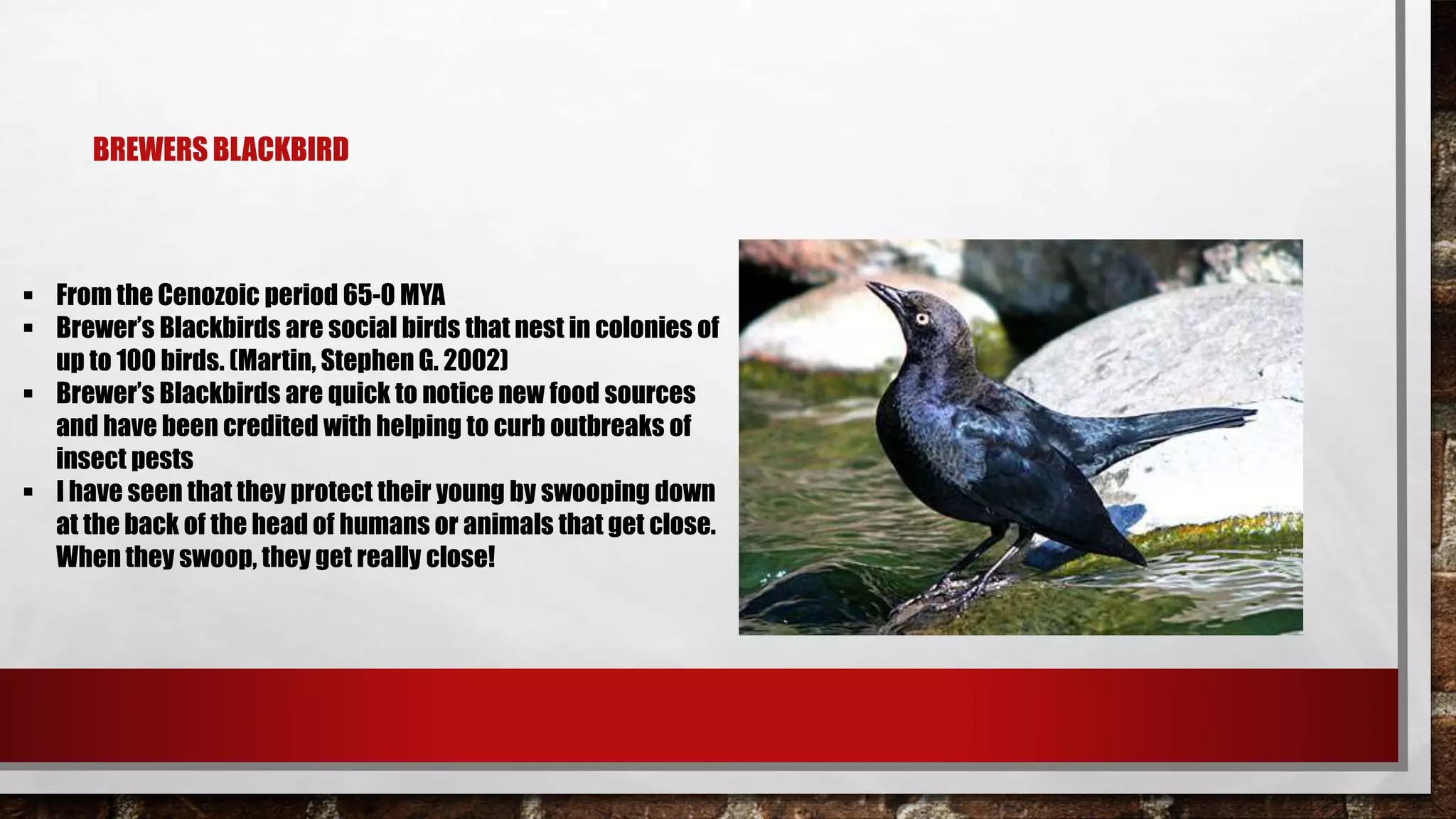 BREWERS BLACKBIRD
 From the Cenozoic period 65-0 MYA
 Brewer’s Blackbirds are social birds that nest in colonies of
up to 100 birds. (Martin, Stephen G. 2002)
 Brewer’s Blackbirds are quick to notice new food sources
and have been credited with helping to curb outbreaks of
insect pests
 I have seen that they protect their young by swooping down
at the back of the head of humans or animals that get close.
When they swoop, they get really close!
 