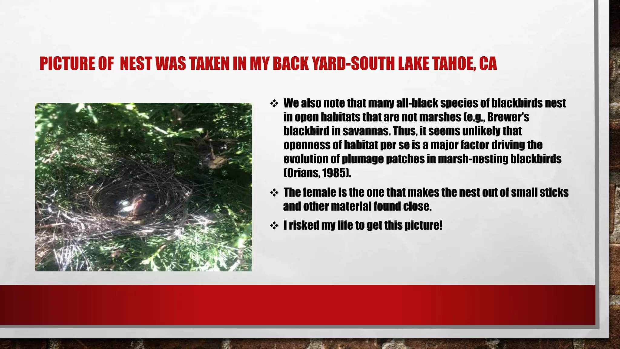 PICTURE OF NEST WAS TAKEN IN MY BACK YARD-SOUTH LAKE TAHOE, CA
 We also note that many all-black species of blackbirds nest
in open habitats that are not marshes (e.g., Brewer's
blackbird in savannas. Thus, it seems unlikely that
openness of habitat per se is a major factor driving the
evolution of plumage patches in marsh-nesting blackbirds
(Orians, 1985).
 The female is the one that makes the nest out of small sticks
and other material found close.
 I risked my life to get this picture!
 