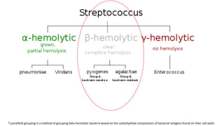 *Lancefield grouping is a method of grouping beta hemolytic bacteria based on the carbohydrate composition of bacterial antigens found on their cell walls.
 