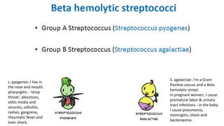 s. pyogenes: I live in
the nose and mouth.
pharyngitis - 'strep
throat‘, abscesses,
otitis media and
sinusitis, cellulitis,
rashes, gangrene,
rheumatic fever and
toxic shock.
S. agalactiae: I'm a Gram
Positive coccus and a Beta
hemolytic strept.
In pregnant women, I cause
premature labor & urinary
tract infections - in the baby.
I cause pneumonia,
meningitis, shock and
bacteraemia.
 