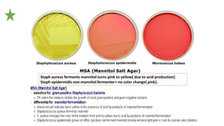 Staph aureus ferments mannitol turns pink to yellow( due to acid production)
Staph epidermidis non mannitol fermenter> no color change( pink).
 