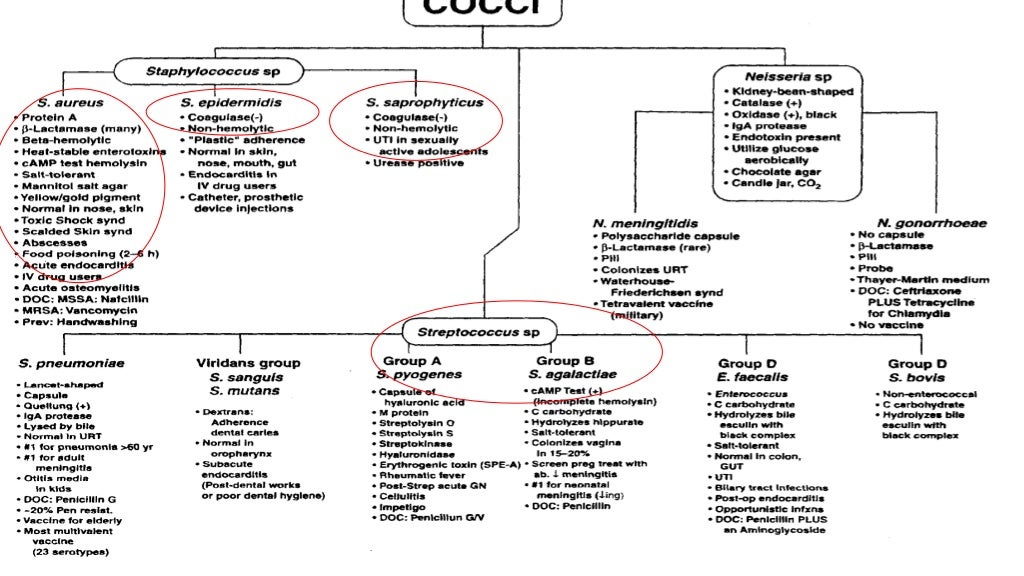Identification of gram positive cocci