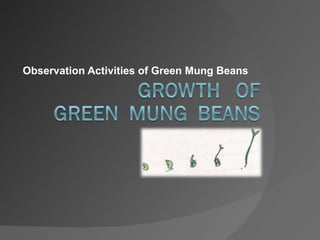 Observation Activities of Green Mung Beans
 