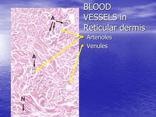 LAB GUIDE ON SKIN 2005.PDF