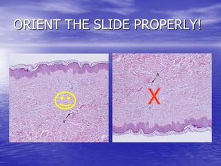 LAB GUIDE ON SKIN 2005.PDF