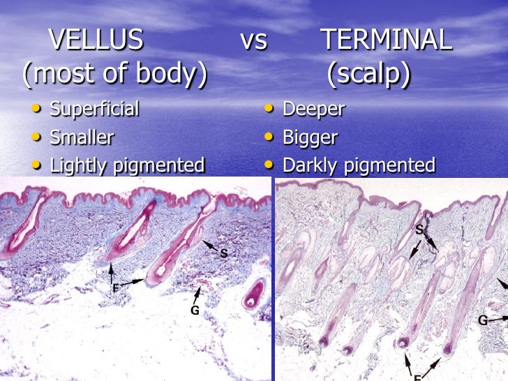LAB GUIDE ON SKIN 2005.PDF