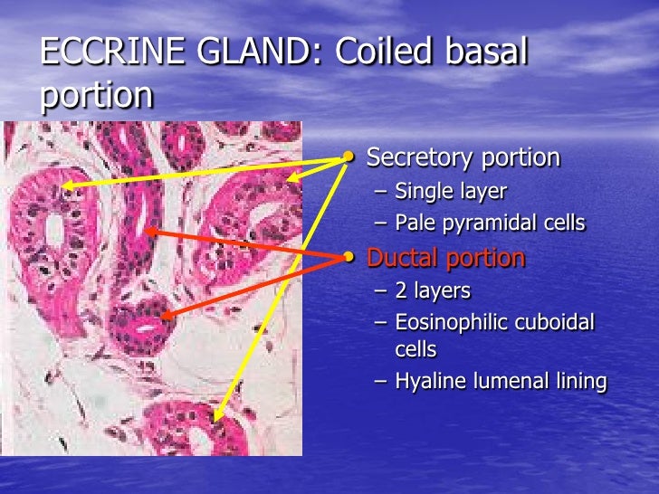 LAB GUIDE ON SKIN 2005.PDF